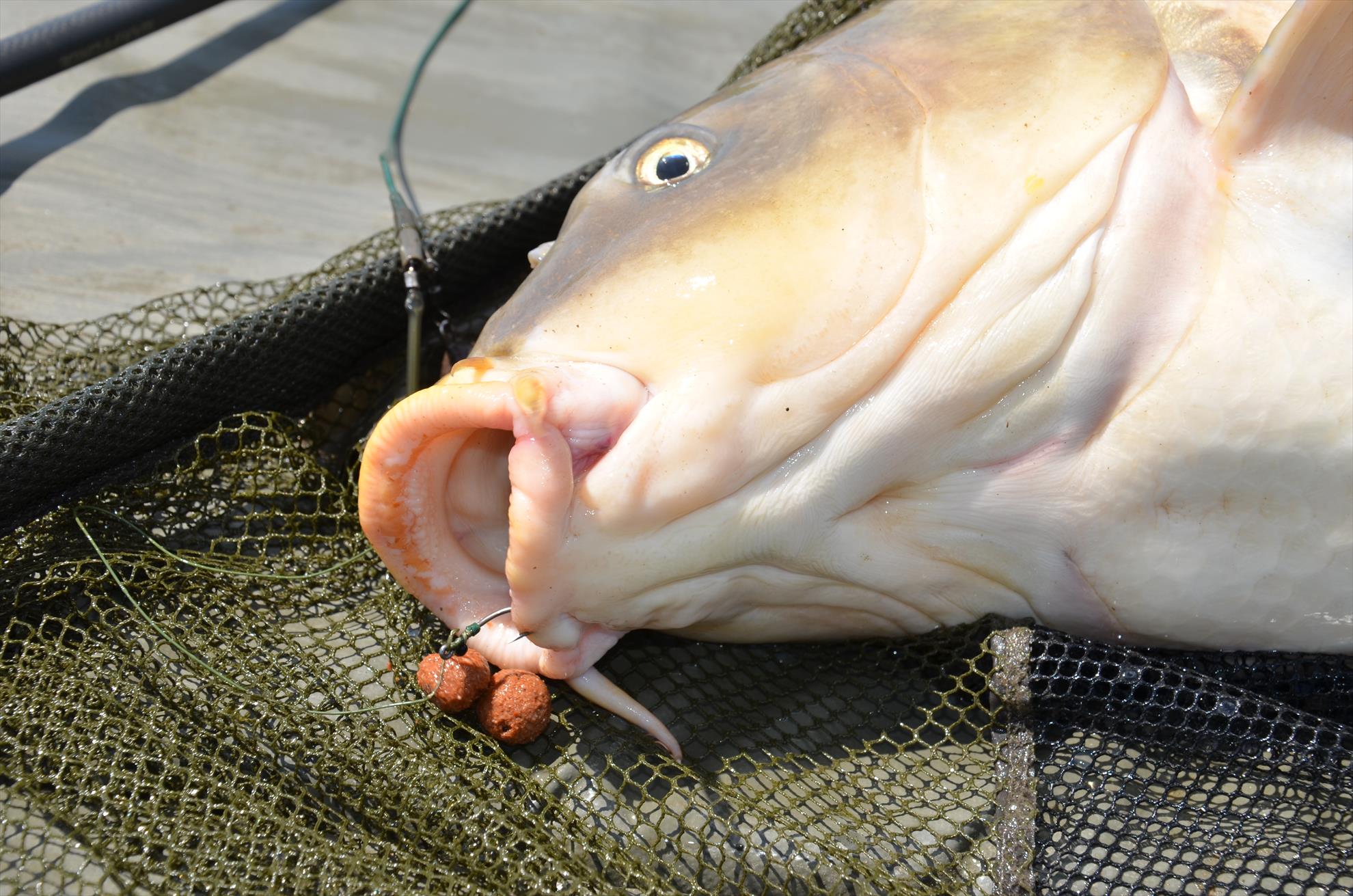 Importanta ingredientelor din #boilies.